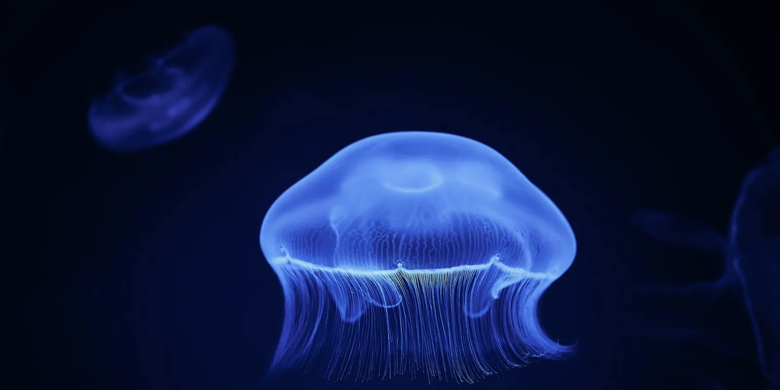 Une méduse bleue luminescente qui flotte dans une eau très sombre