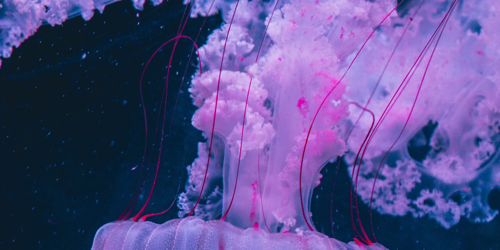 Une méduse rose translucide qui flotte dans une eau sombre