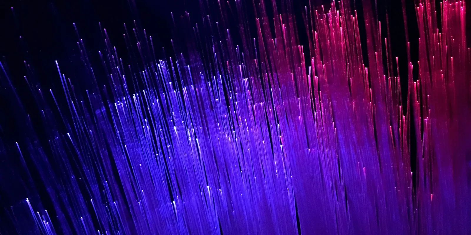 Un faisceau de fibres optiques lumineuses rose et violet sur fond noir