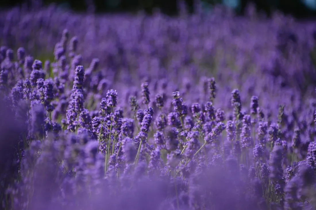 Un champ de lavande violette à la lumière douce