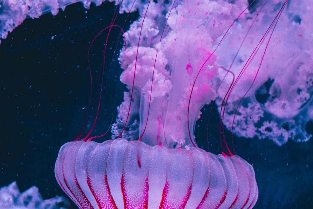 Une méduse rose translucide dans une eau sombre