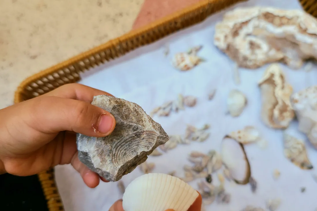 Des mains tenant un coquillage et des petits objets dans un plateau sensoriel