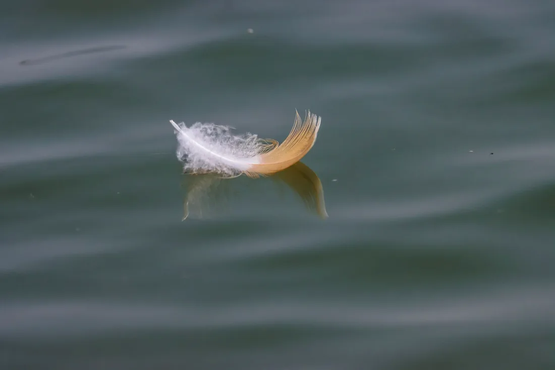 Une plume blanche posée sur une eau calme